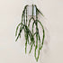 Rhipsalis paradoxa - 13cm pot